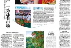 大井镇木广垌村：村党组织领办合作社成荔农“主心骨”，年产值超亿元｜百村蝶变记