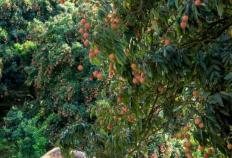 大井镇木广垌村：村党组织领办合作社成荔农“主心骨”，年产值超亿元｜百村蝶变记