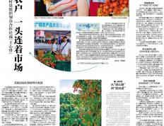 大井镇木广垌村：村党组织领办合作社成荔农“主心骨”，年产值超亿元｜百村蝶变记