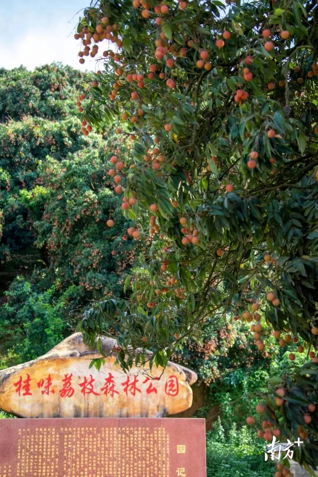 大井镇木广垌村:村党组织领办合作社成荔农“主心骨”,年产值超亿元|百村蝶变记