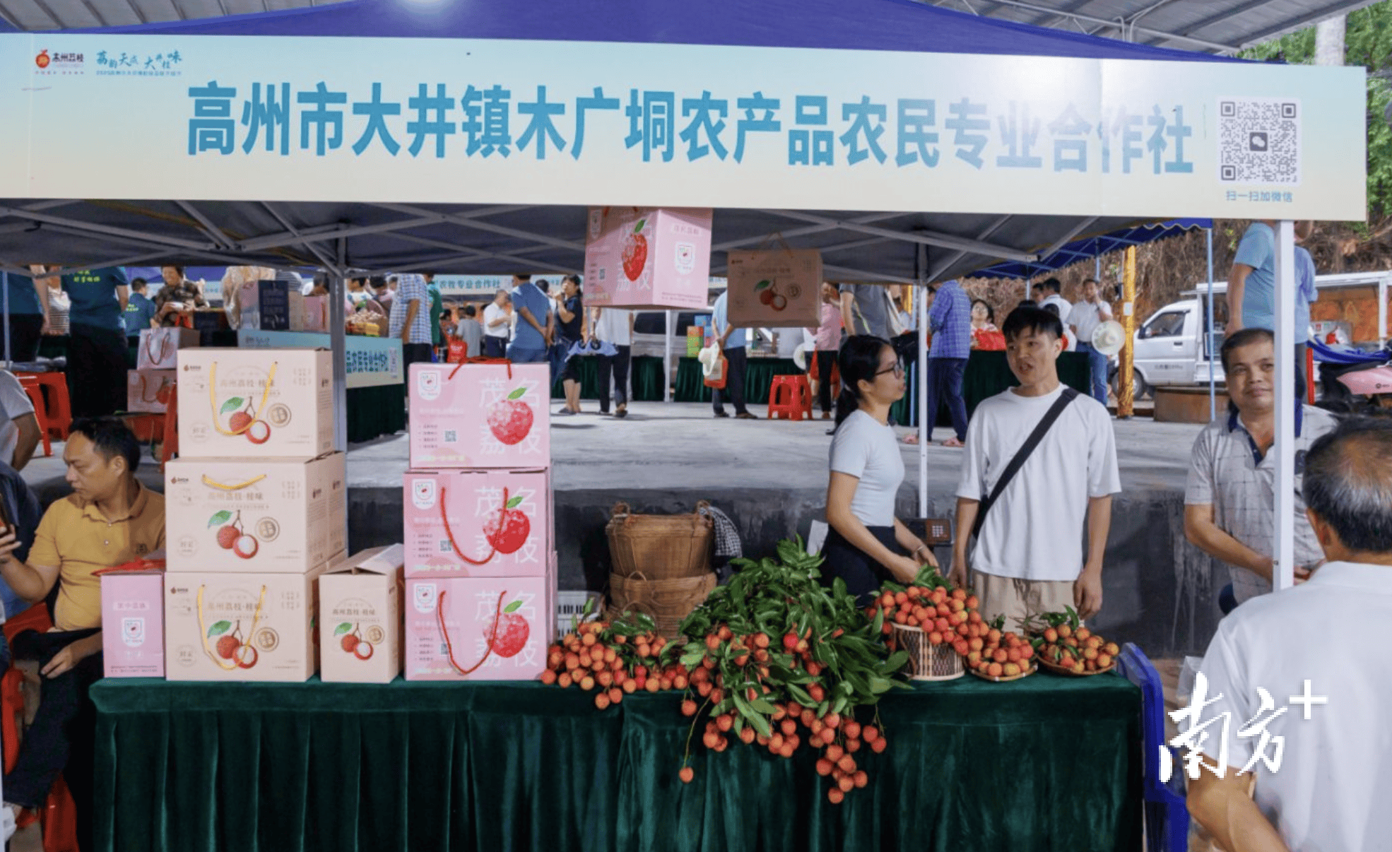 大井镇木广垌村:村党组织领办合作社成荔农“主心骨”,年产值超亿元|百村蝶变记